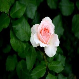 دانلود آهنگ تو جانی و جهان من ای جاری به زبان من ای نبضم ضربان من از هایده و محسن ابراهیم زاده ساخته شده با هوش مصنوعی