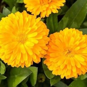 دانلود آهنگ یادت رفت همه قولاتو یادت رفت با صدای هایده ساخته شده با هوش مصنوعی