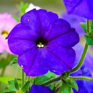 دانلود آهنگ تو اگه جونمو قلبمو بخوای حرفی نیست همه روزام روشنه با تو آسمونم ابری نیست از نوک قله ی قلبت عشق نابم پیداست با صدای مهستی و علی عبدالمالکی و شادمهر ساخته شده با هوش مصنوعی