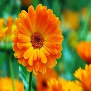 دانلود آهنگ اگه زخمیه بال و پرت خب نباشه غمت با صدای مهستی ساخته شده با هوش مصنوعی