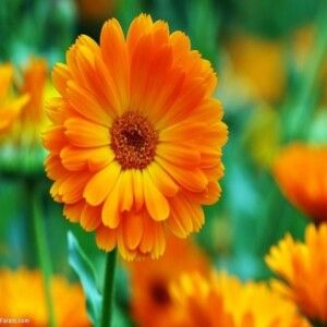 دانلود آهنگ نمیتونم نباشی لحظه ای طاقت بیارم تو که خوب میدونی من به دوریت عادت ندارم با صدای مهستی ساخته شده با هوش مصنوعی